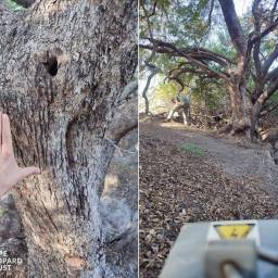 Scratch trees are good spots to set up cameras